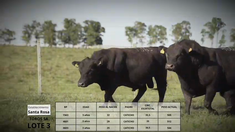 Lote Toros SA Lote 3