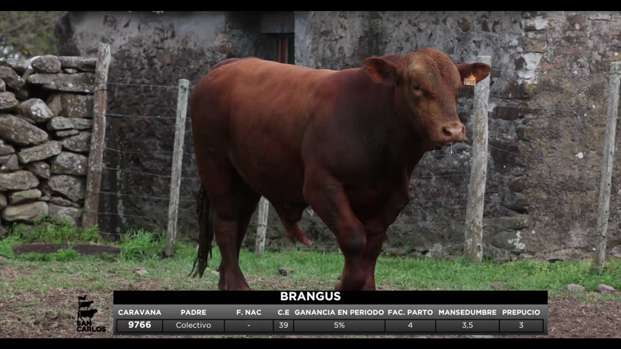 Lote 3 Toros a remate en San Carlos y La Magdalena, Artigas