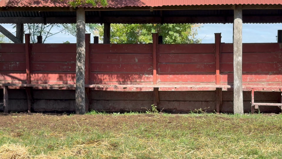 Lote 16 Vaquillonas preñadas en Corrientes, Curuzú-Cuatiá