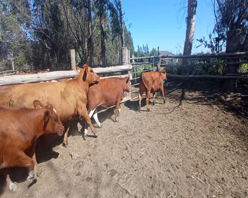 Lote 14 Ternera en  María Pinto, Región Metropolitana