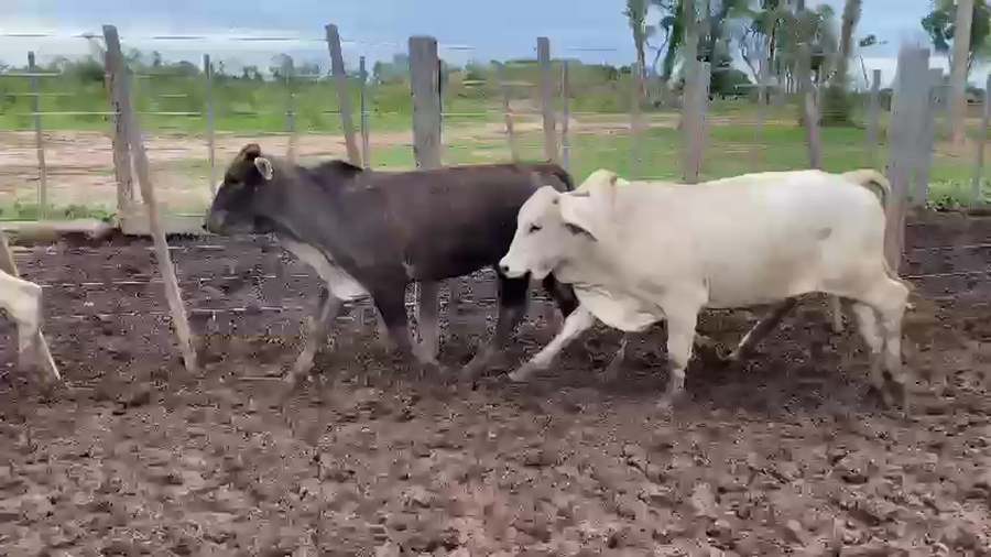 Lote 140 Vaquillonas en Palo Santo, Formosa