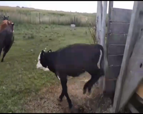 Lote 32 Terneras en Lobos, Buenos Aires