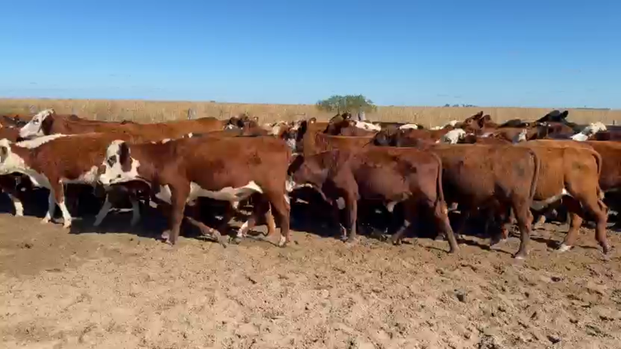 Lote 55 Novillitos