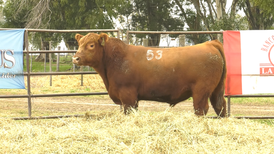 Lote TOROS ANGUS COLORADOS  PC