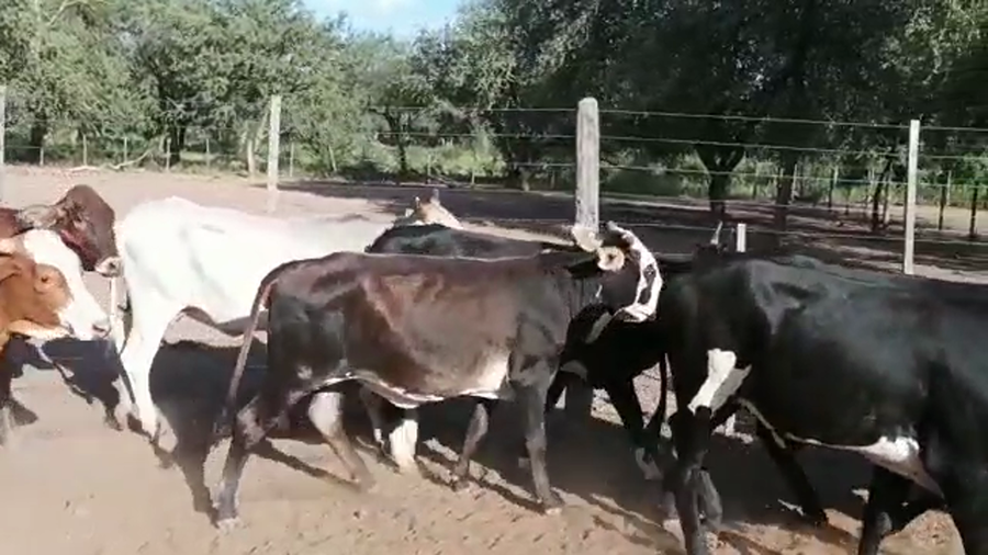 Lote 60 Novillitos y vaquillonas en Monte Quemado, Santiago del Estero
