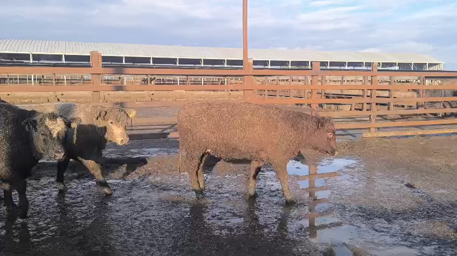 Lote 20 Vaquilla Gorda en Los Ángeles, VIII Región Biobío