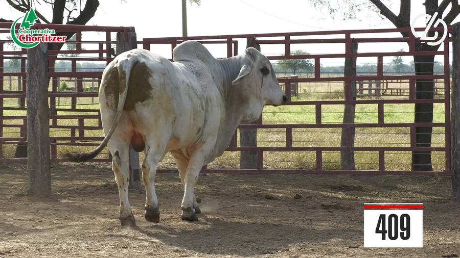 Lote Brahman