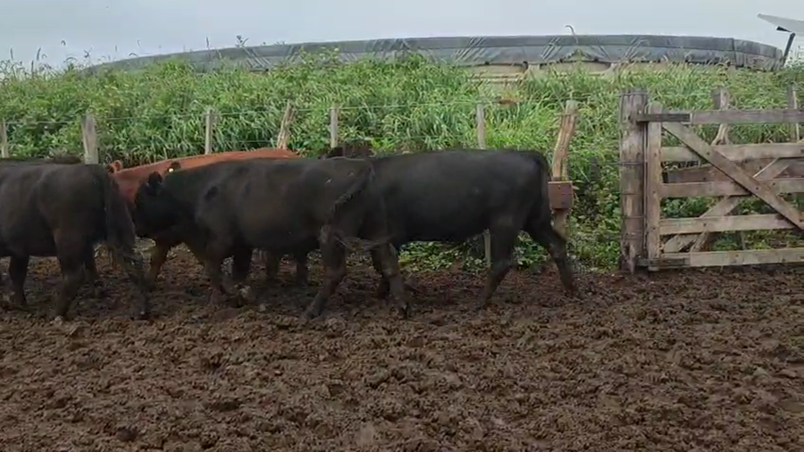 Lote 156 Novillitos