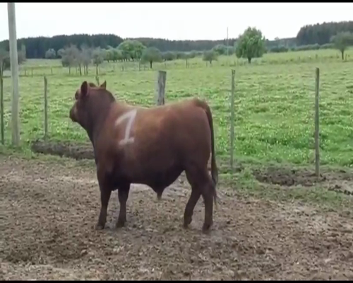 Lote 1 Toros en Pedernal, Entre Ríos