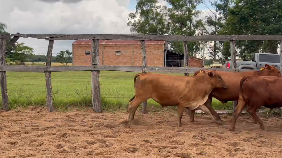 Lote 67 Novillos en Itatí, Corrientes