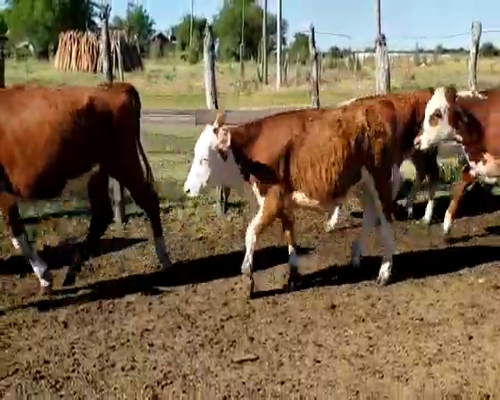 Lote 35 Terneros en Villaguay, Entre Ríos