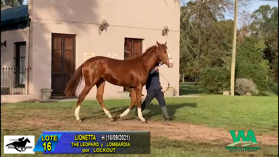 Lote LIONETTA