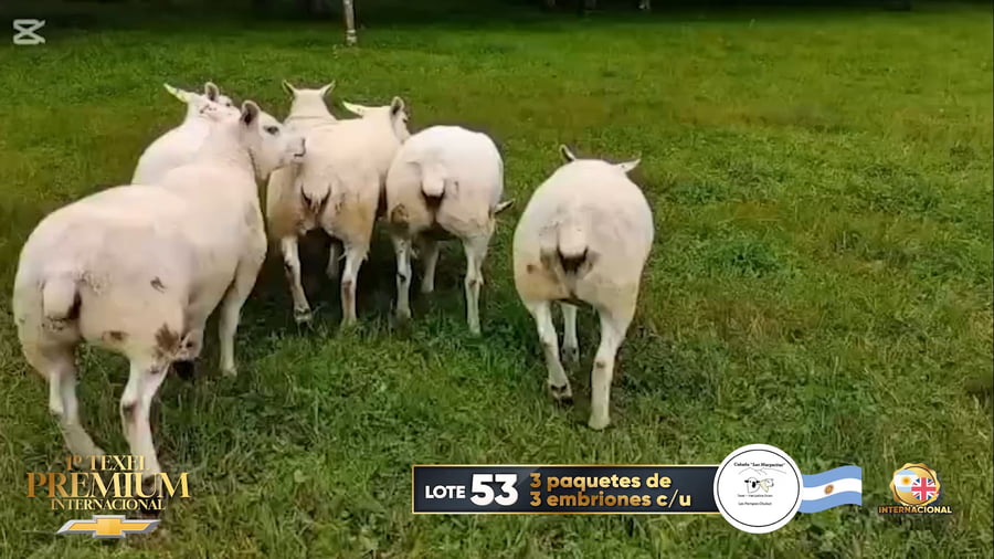 Lote Embrion ovino a remate en 1º Texel Premium Internacional, Buenos Aires