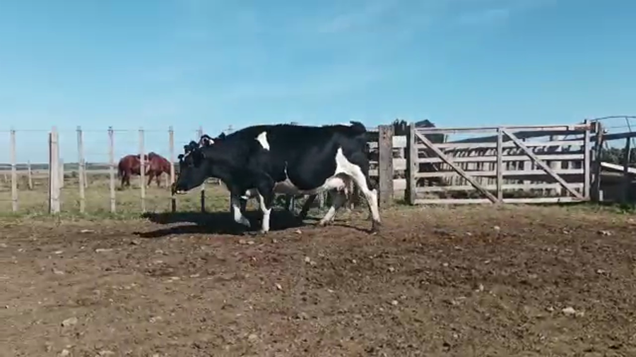 Lote 3 Vaca HOLANDO a remate en 4to remate ENTRE MARTILLOS, San José