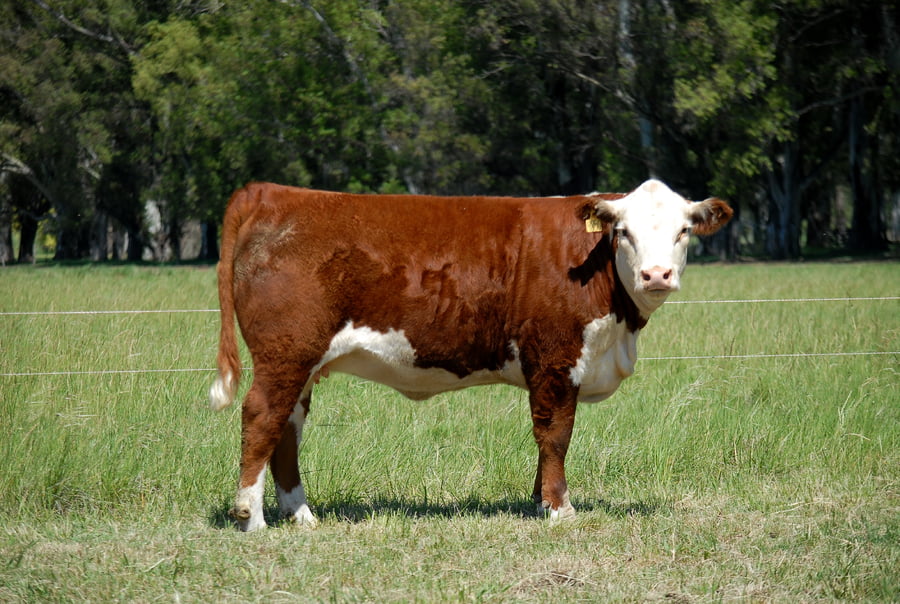 Lote TERNERAS PURAS DE PEDIGREE POLLED HEREFORD