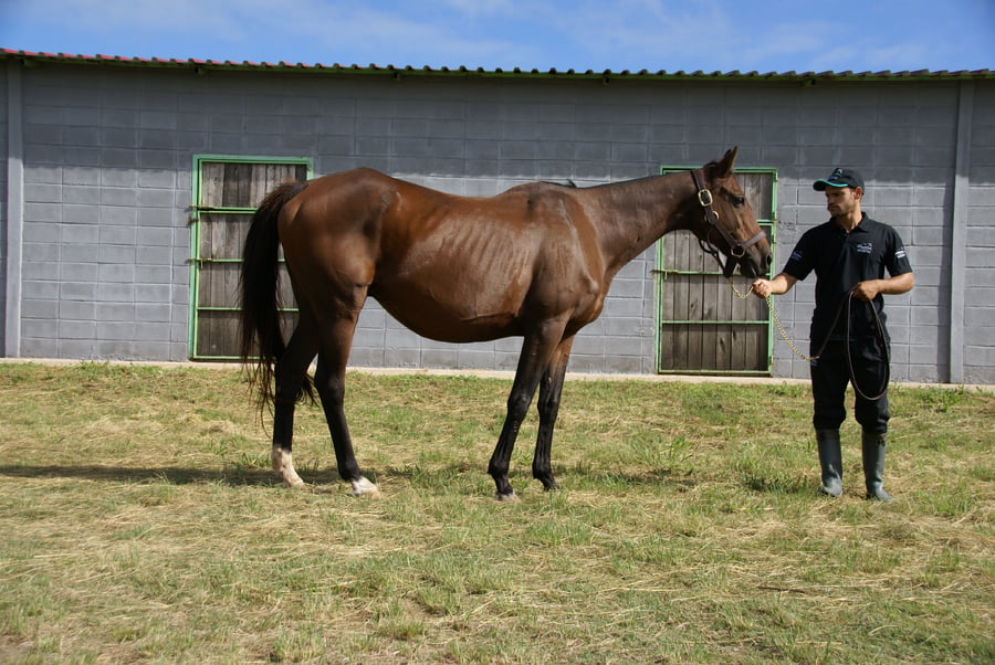 Lote AZUL CIELO (Usa)