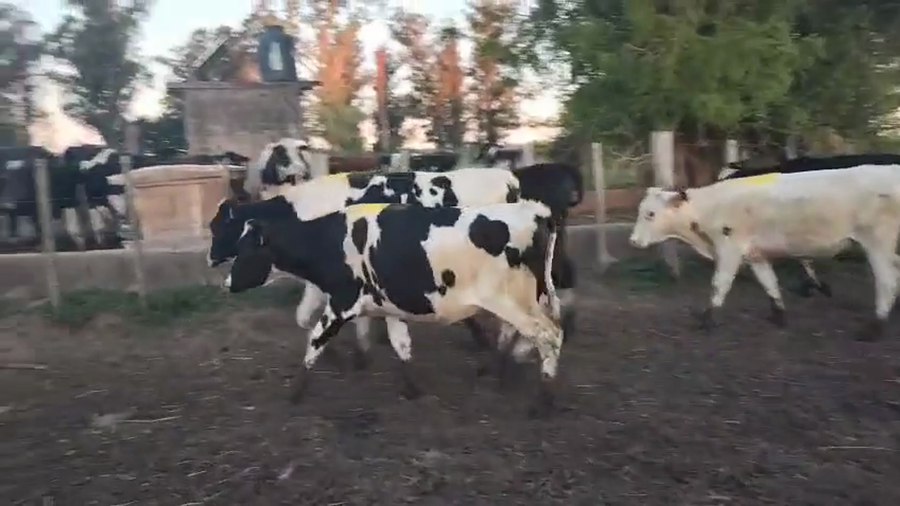 Lote 6 Vaquillonas  a remate en Pantalla Camy, San José