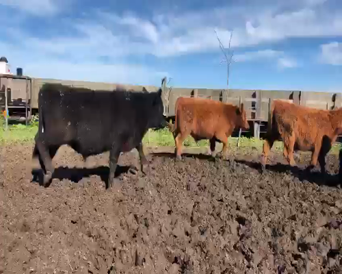 Lote 65 Terneros/as Angus Colorados y Negros, A Termino, en Estación Macedo, Madariaga, PBA.-
