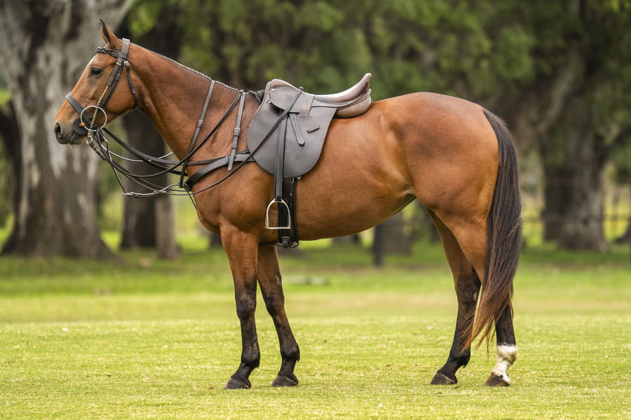 Lote PENNY HADA MADRINA