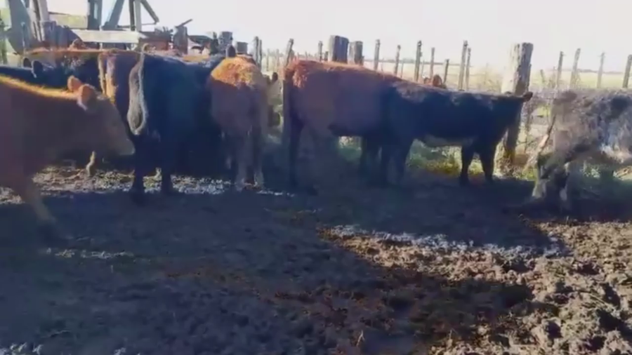Lote 60 TERNS MACHOS Y HEMBRAS, LOBERIA, PCIA. BS. AS.