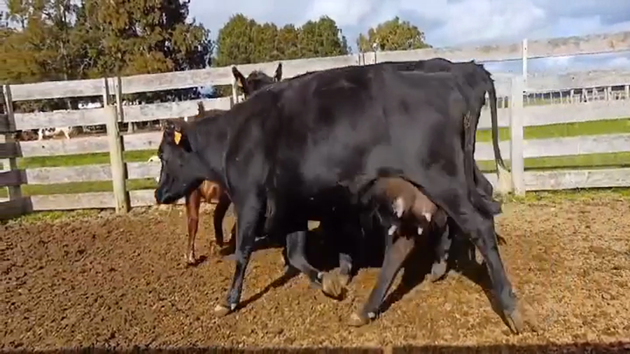 Lote 6 Vacas preñadas a remate en #45 Pantalla Carmelo  en Puntas del Rosario