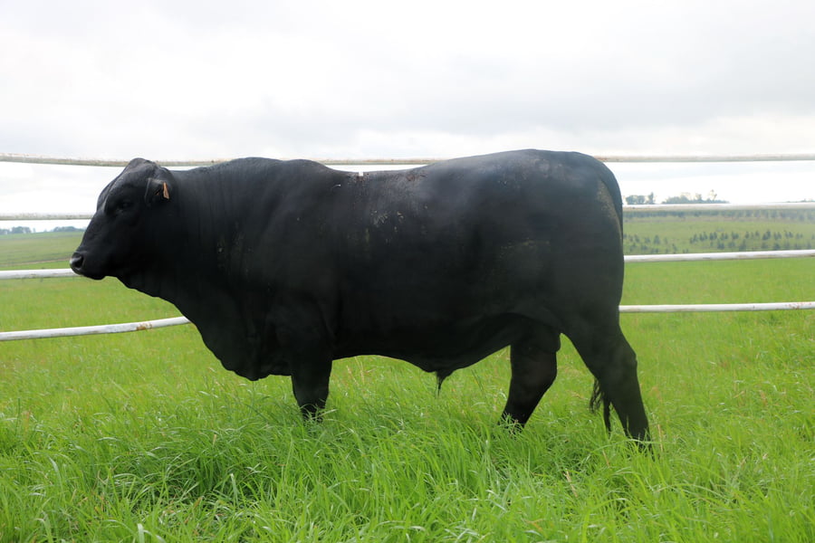 Lote Toros a remate en 14º Nacional Brangus, Tacuarembó
