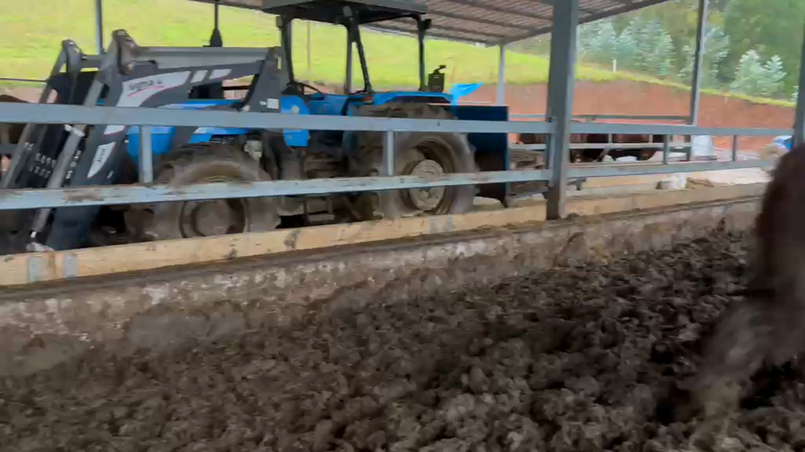 Lote 42 Novillo Gordo en Toltén, IX Región Araucanía