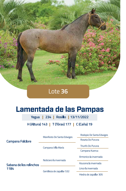 Lote LOTE 36