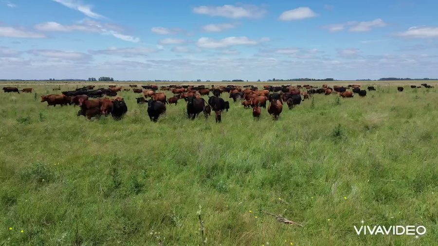 Lote 60 Terneros/as a término