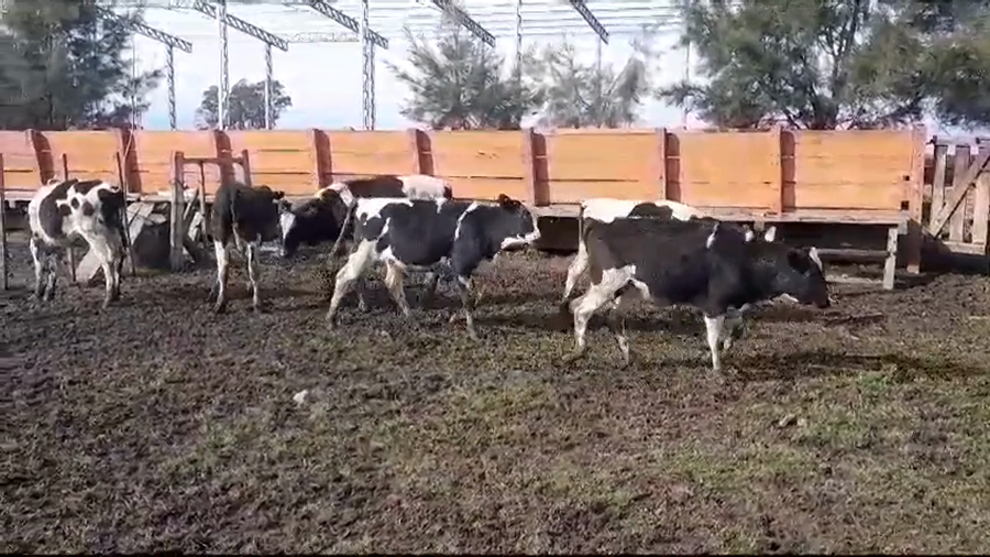 Lote TERNEROS HOLANDO