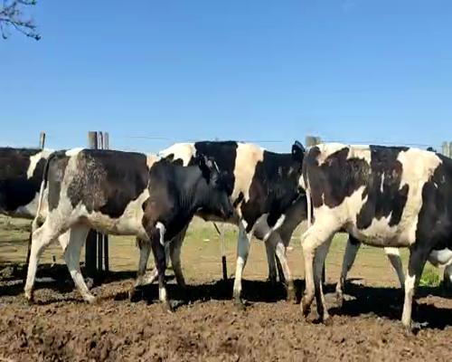 Lote Lote 85 Gelmini Eduardo