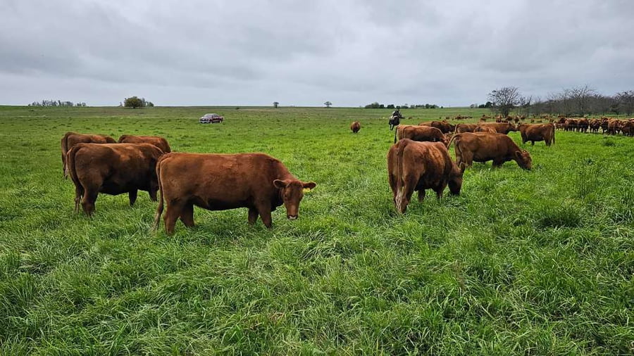 Lote 7 Vacas PC C/ cria  en Concepción del Uruguay, Entre Ríos