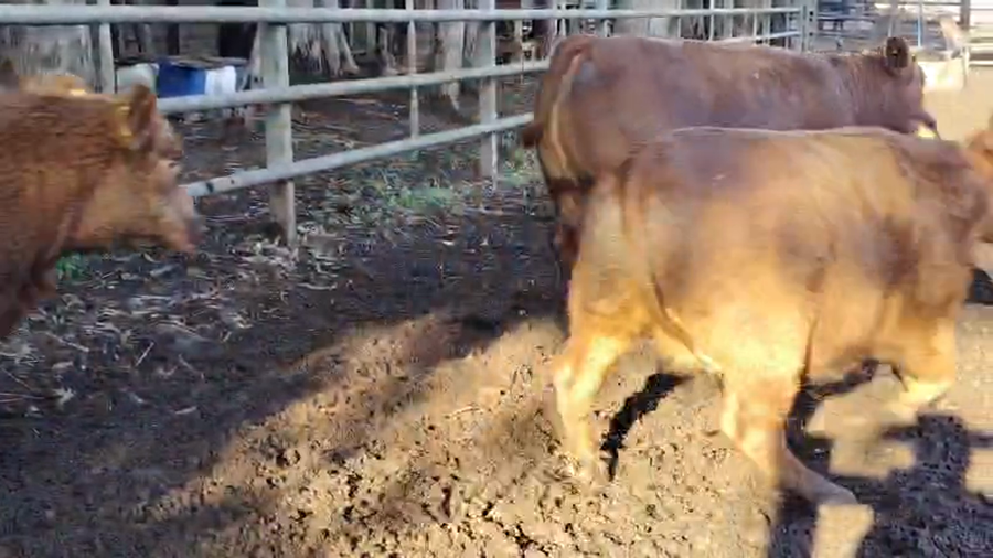 Lote 50 Vaquilla Gorda en Pelarco, VII  Región Maule