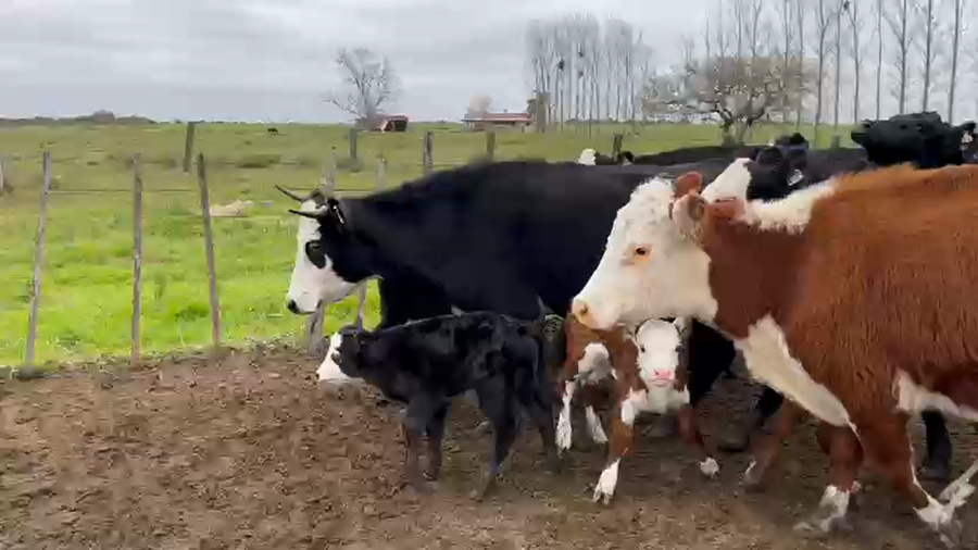 Lote 40 Vacas con Cría