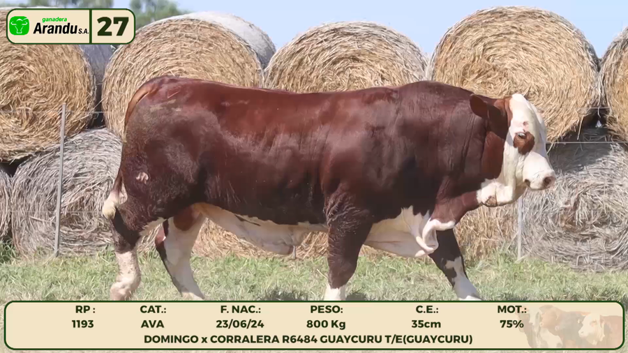 Lote LOTE 27