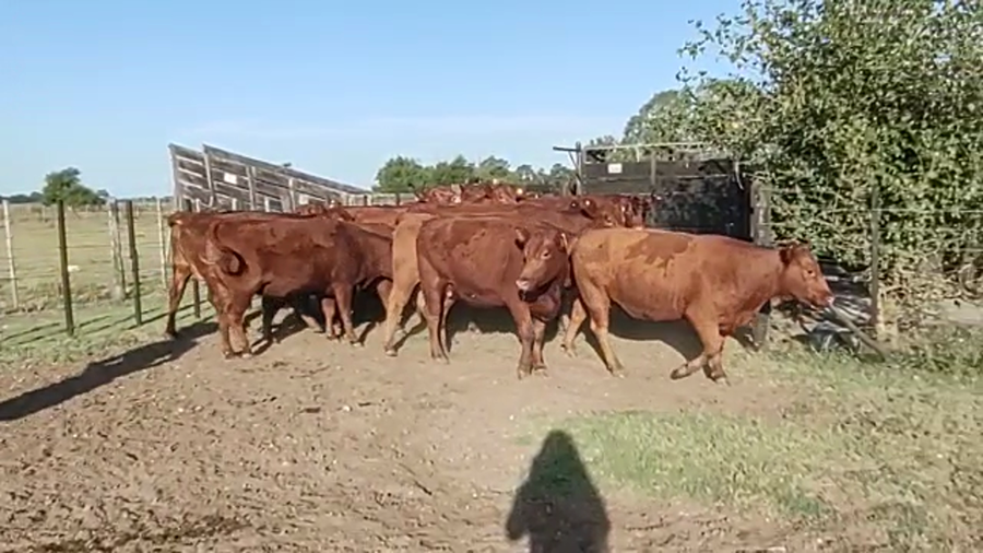 Lote 14 Vaquillonas C/ gtia de preñez en Monte, Buenos Aires