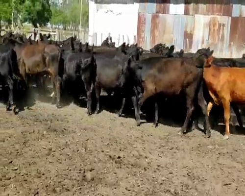 Lote 50 Terneros/as en Villaguay, Entre Ríos