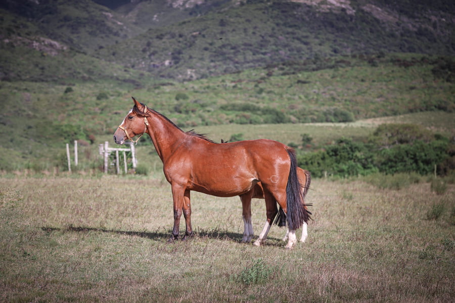 Lote Pachanga La Magdalena