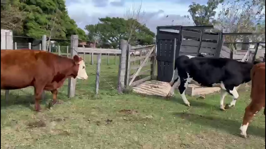 Lote VIENTRES ENTORADOS