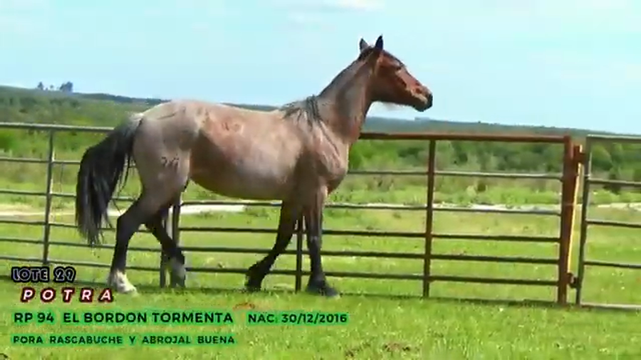 Lote El Bordon Tormenta