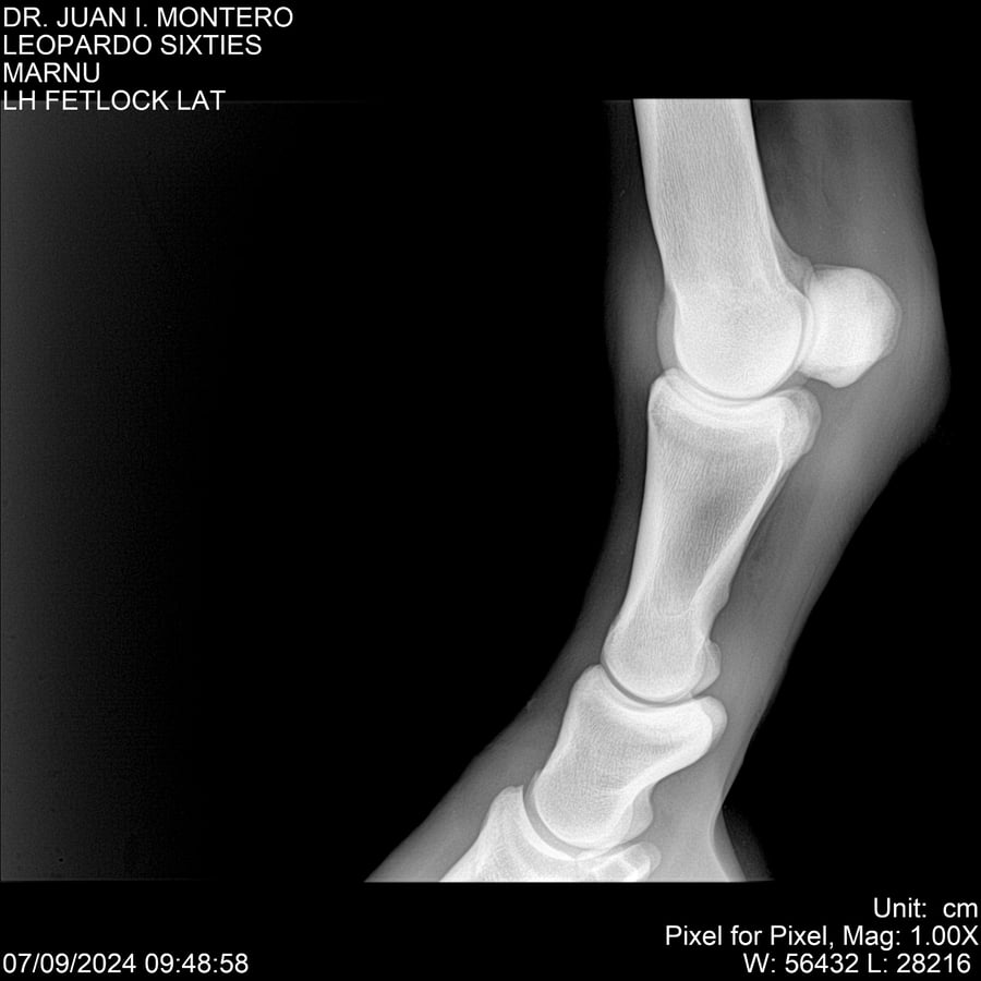 Lote LEOPARDO SIXTIES