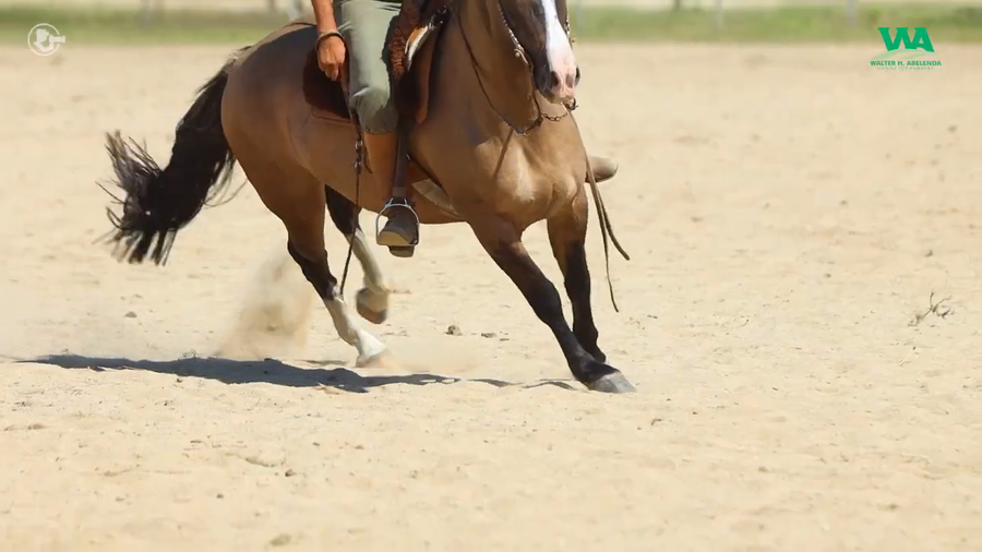 Lote AZTECA JOSE IGNACIO
