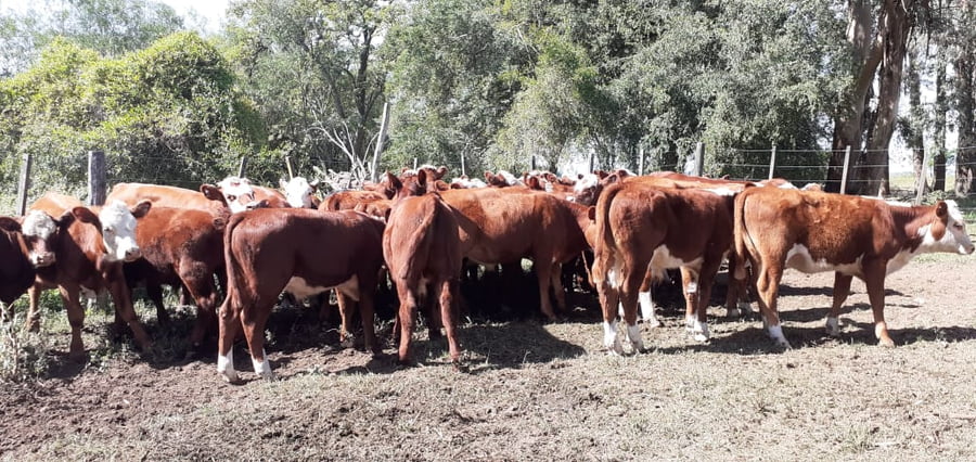 Lote SAENZ VALIENTE, BULLRICH Y Cia. S.A.
