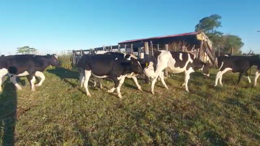 Lote Terneras  - margarita dubois