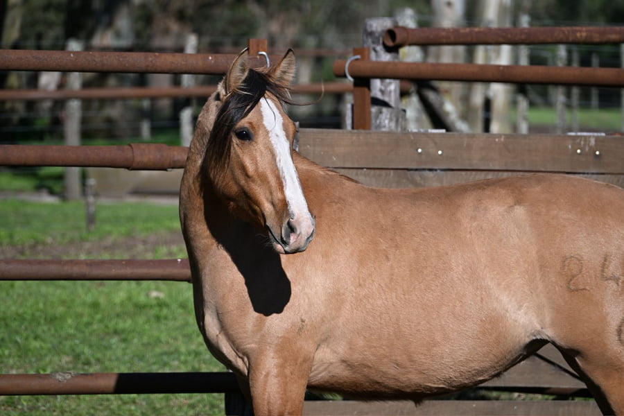 Lote LA BRAVA ATALIA