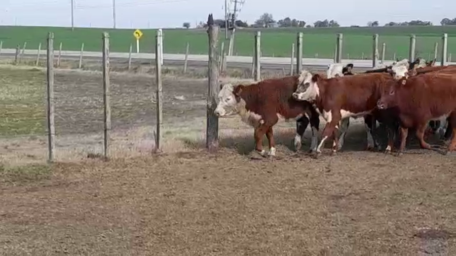 Lote (Vendido)8 Terneras HEREFORD/ BRANGUS a remate en PANTALLA FEDERICO GARLAND 260kg -  en PALO SOLO
