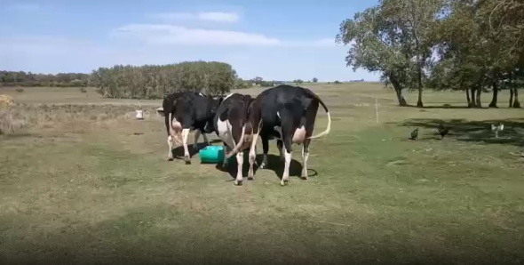 Lote 3 Vaquillonas en San José