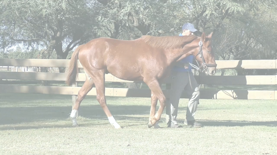 Lote SUEÑO DE BARRIO (COSMIC TRIGGER - INFANTA ROCIO)