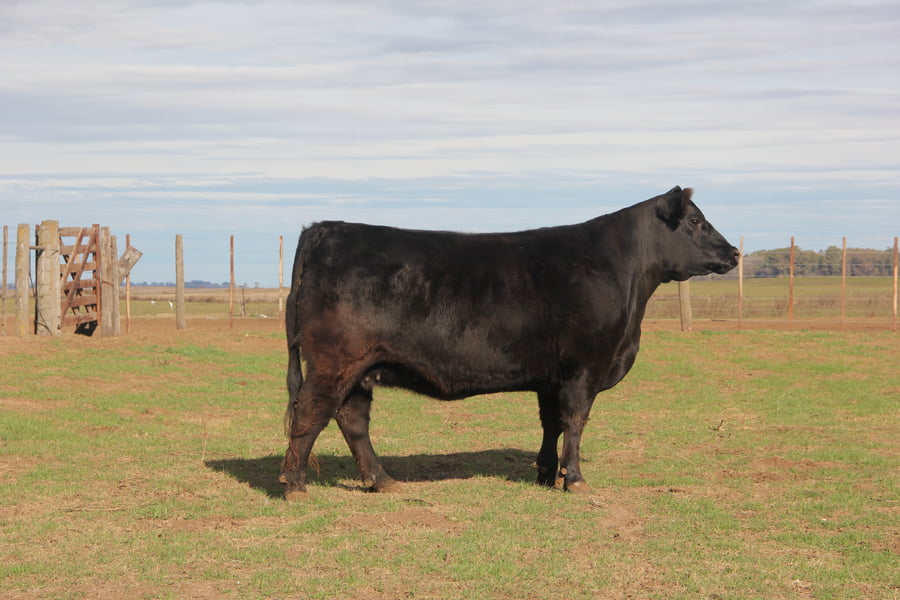 Lote VAQUILLONAS PURAS DE PEDIGREE