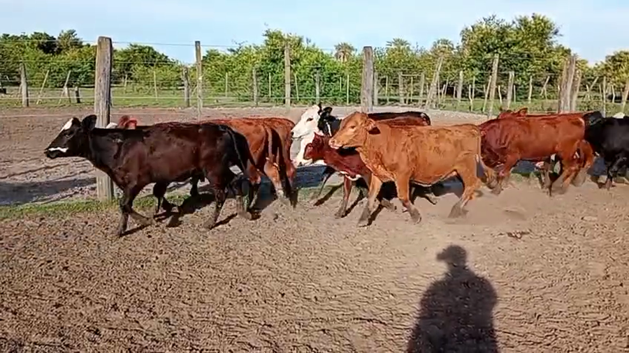 Lote 100 Terneros/as en Corrientes, Lomas de Vallejos